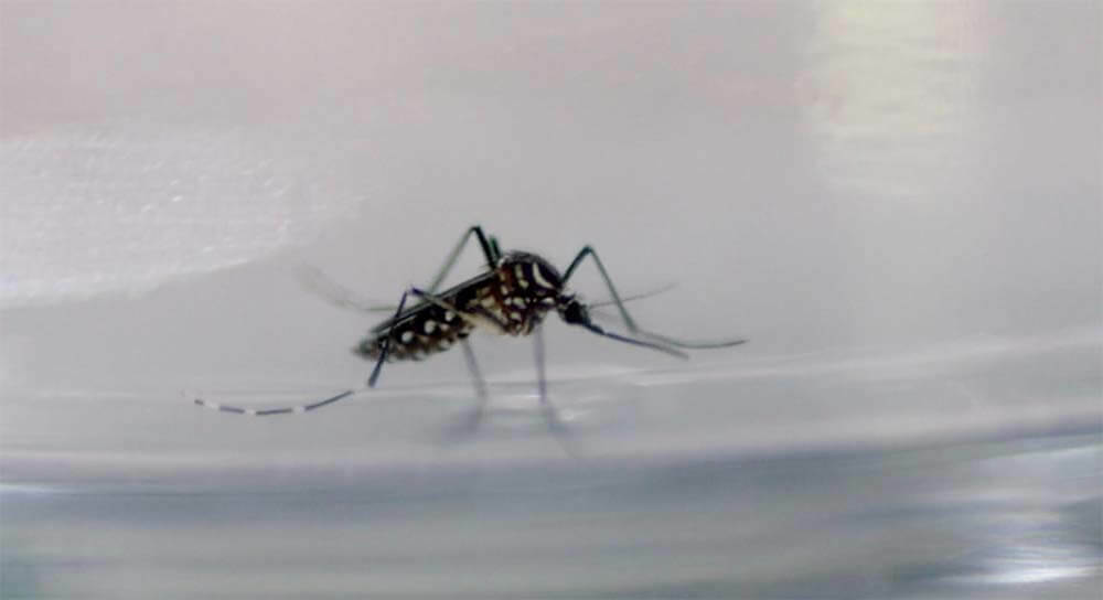 Mosquito