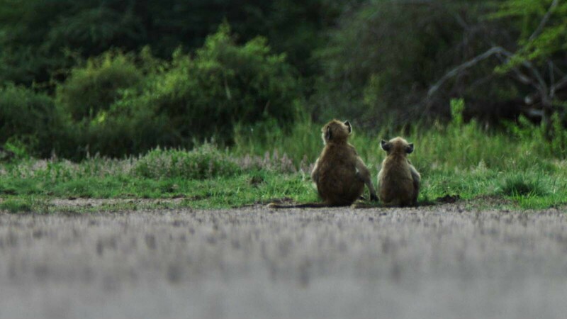 2monkeys
