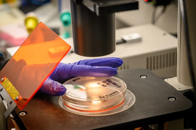 A person in blue latex gloves adjusts a petri dish containing a biological sample under a microscope in a laboratory. A protective orange light shield is visible in the foreground.