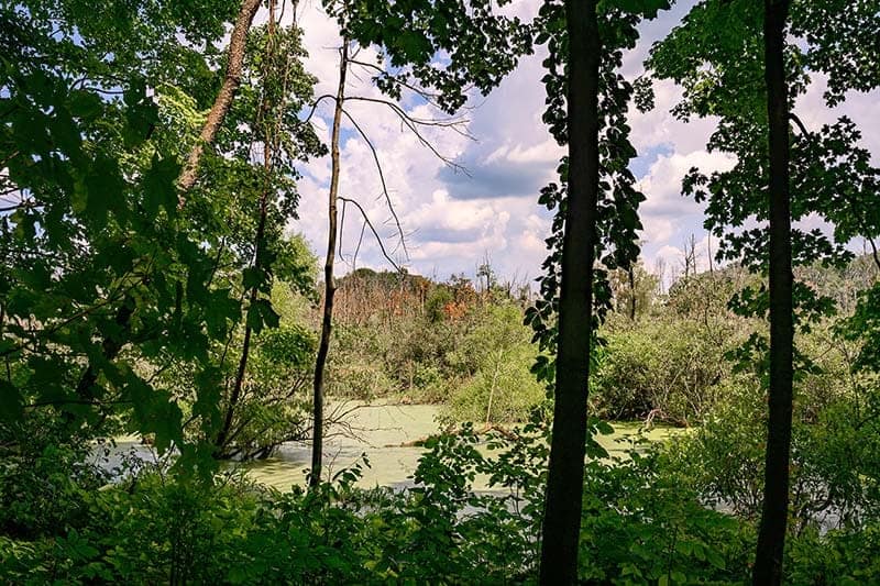 Shaded trees stand tall in the foreground, a sunny marsh area in the background.