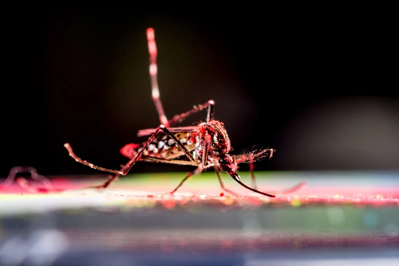 Aedes mosquito with patterned black and white body and legs stands on a reddish surface, proboscis extended, and one leg raised against a dark background.