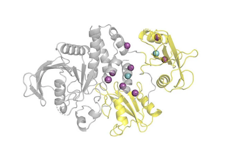 3D molecular structure showing a large gray protein domain and a smaller yellow domain. Multiple purple, teal, and amber spheres are embedded.