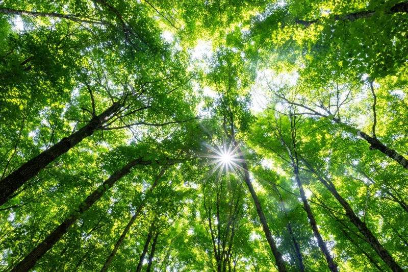 Bright sunlight shines through the lush green canopy of tall trees, creating a starburst effect against the light sky.