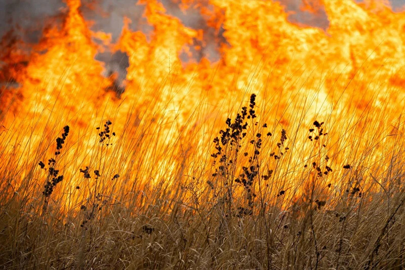 Flames in an open field