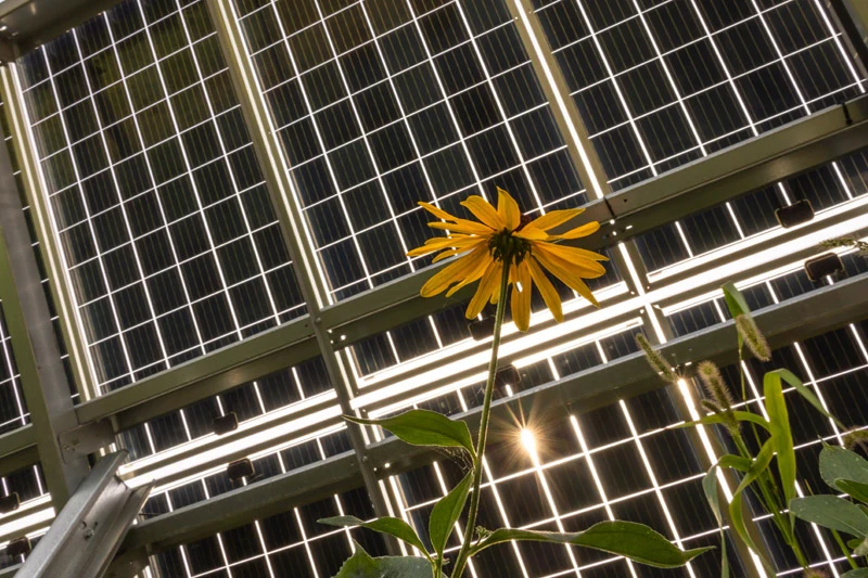 Collage shows: yellow flower, Hesburgh Library, worker sorting eggshells, and an aerial view of Notre Dame's campus.