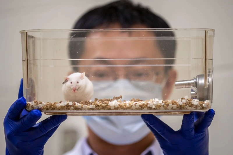A white lab mouse with red eyes and a small ear tag licks its lips inside a clear plastic cage filled with bedding. A researcher wearing blue gloves and a white face mask holds the cage.