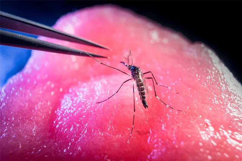A mosquito with dark, striped body and feathered antennae stands on a textured, bright pink surface. Metal tweezers are positioned above the mosquito.