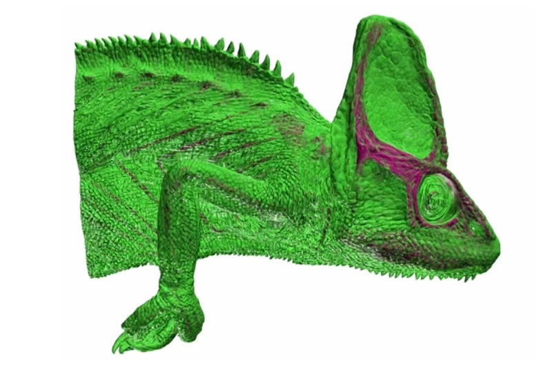 A bright green Veiled chameleon, facing right, features a prominent head crest and a spiky back. Magenta lines highlight its eye, crest, and facial contours on its textured skin.